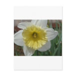 daffodil,white and yellow daffodil post cards