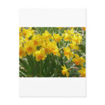 daffodile yellow post card