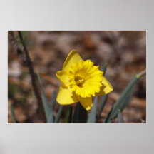 Daffodill Poster