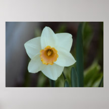 Daffodill Print