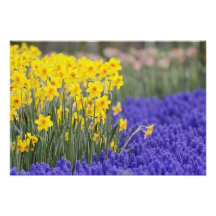 Daffodils and Grape Hyacinth, Keukenhof 2 Photo Print