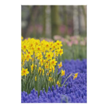 Daffodils and Grape Hyacinth, Keukenhof Photo