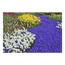 Daffodils and Grape Hyacinth, Keukenhof