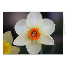 Daffodils Cards