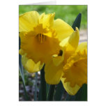 Daffodils Cards