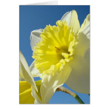 DAFFODILS DAFFODIL FLOWERS 23 Cards Gifts Mugs