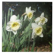 Daffodils Easter Tile