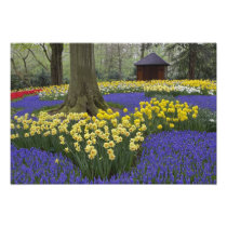 Daffodils, grape hyacinth, and tulip garden,