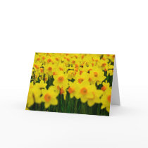 Daffodils Greeting Card | Grusskarte Osterglocken