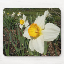 Daffodils in a row ~ mousepad