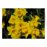 daffodils in spring time 2 cards