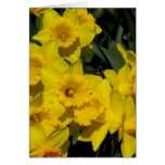 daffodils in spring time 2 greeting card