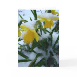 DAFFODILS IN THE SNOW CARD