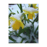 DAFFODILS IN THE SNOW POSTCARD