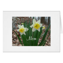 Daffodils Mothers Day Greeting Cards
