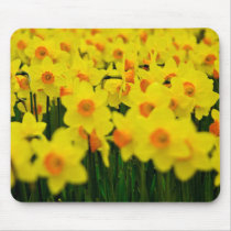 Daffodils Mousepad | Mousepad Osterglocken
