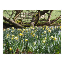 Daffodils on a Spring Day Post Card