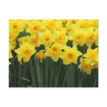 Daffodils Post Card