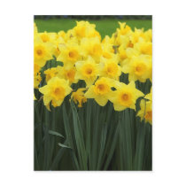Daffodils Post Cards