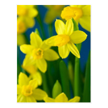 Daffodils Postcard