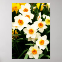 Daffodils Poster