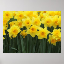 Daffodils Posters