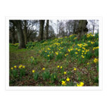 Daffodils. Sophia Gardens, Cardiff, Wales. UK Postcard
