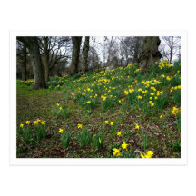 Daffodils. Sophia Gardens, Cardiff, Wales. UK Postcard