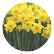 Daffodils Stickers