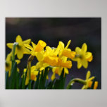 Daffodils with Soft Light Print