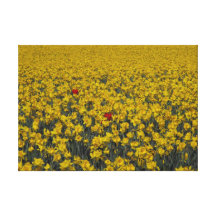 Daffy Doh's Stretched Canvas Print
