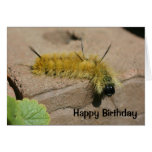 Dagger Moth Caterpillar Nature Birthday Card