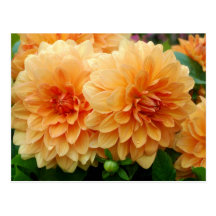 Dahlia 2012 Calendar Postcard