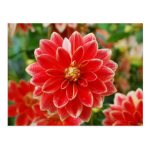 Dahlia 2012 Calendar Postcard
