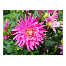 Dahlia 2012 Calendar Postcard
