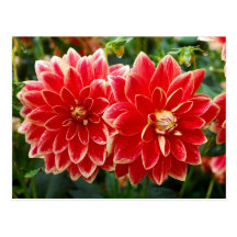 Dahlia 2012 Calendar Postcard