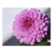 Dahlia 20" x 16" Photo Print