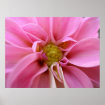 Dahlia Affiches