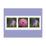 Dahlia and Geranium Postcard