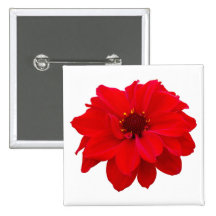Dahlia - Bishop of Llandaff Pin