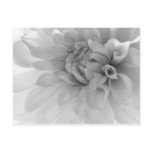 Dahlia Black & White Macro
