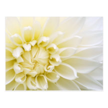 Dahlia blanc carte postale