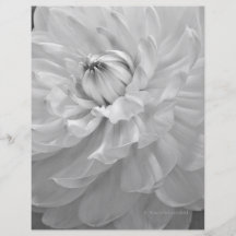 Dahlia Bloom in Black & White Flyers
