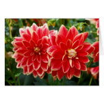Dahlia Card