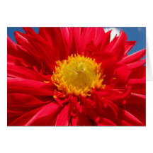 Dahlia Carte