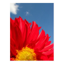 Dahlia Carte Postale