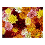 Dahlia cornucopia postcards