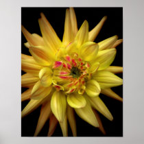 Dahlia Corona Yellow Posters