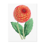 Dahlia, Flambeau Postcard