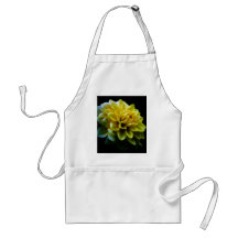 Dahlia flower and meaning aprons